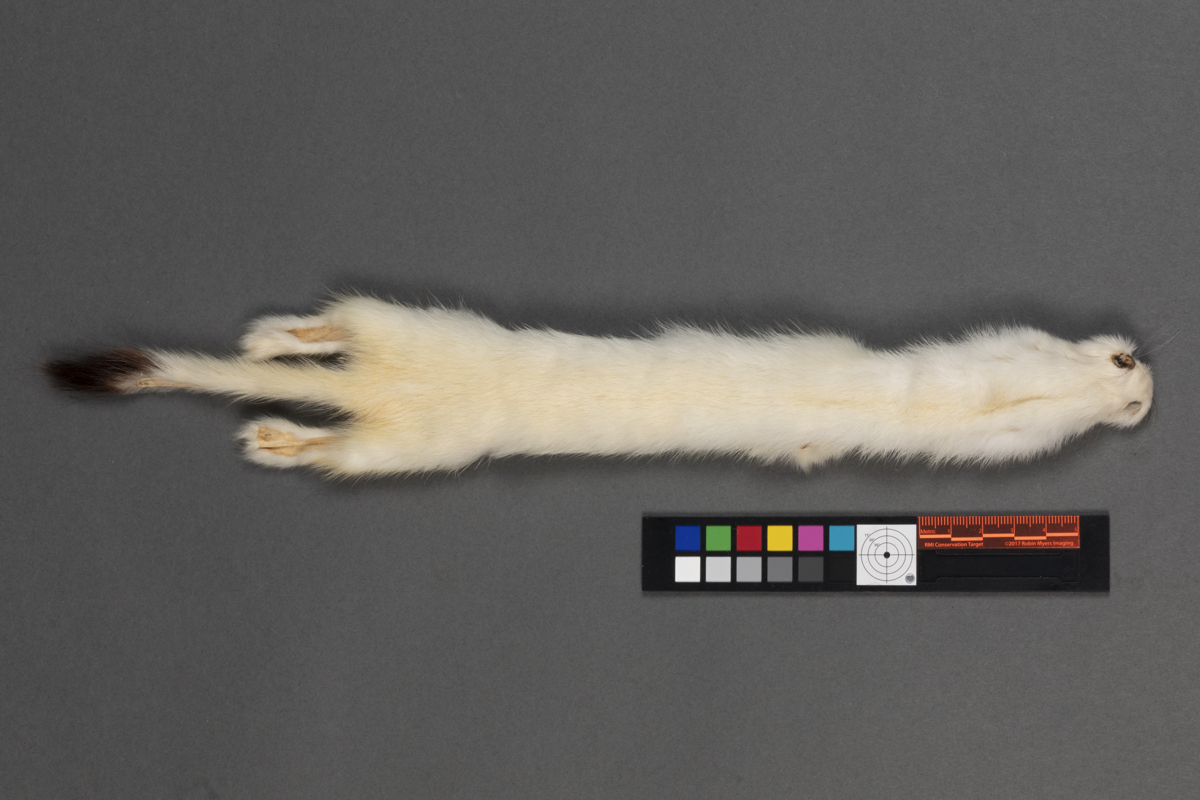 pelt  fur  mink  ermine
skin