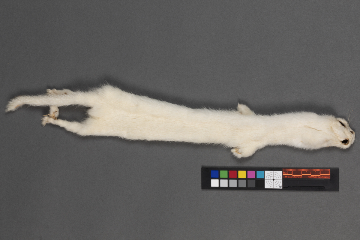 pelt  fur  mink  ermine