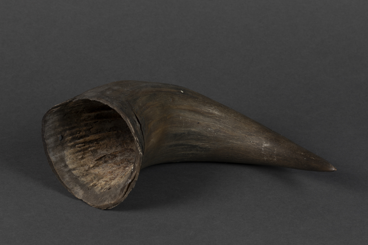 Bison horn