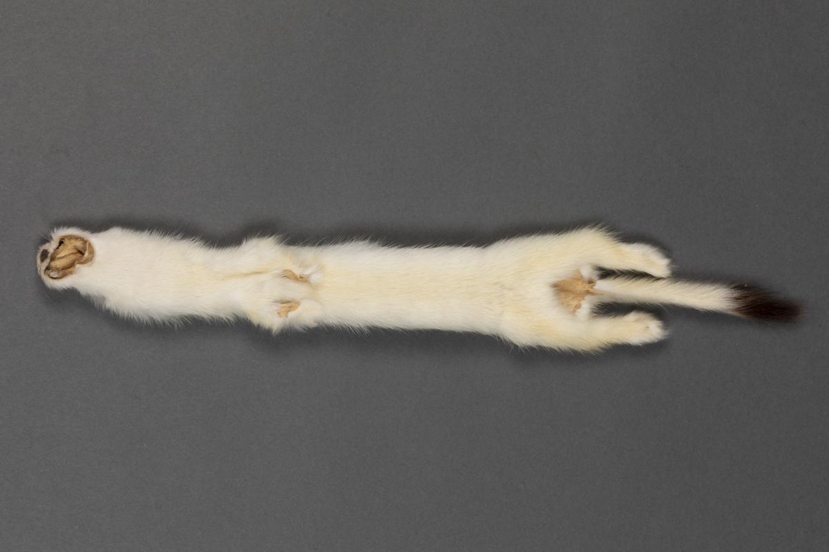 pelt  fur  mink  ermine
skin