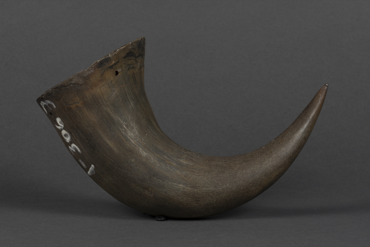 Bison horn