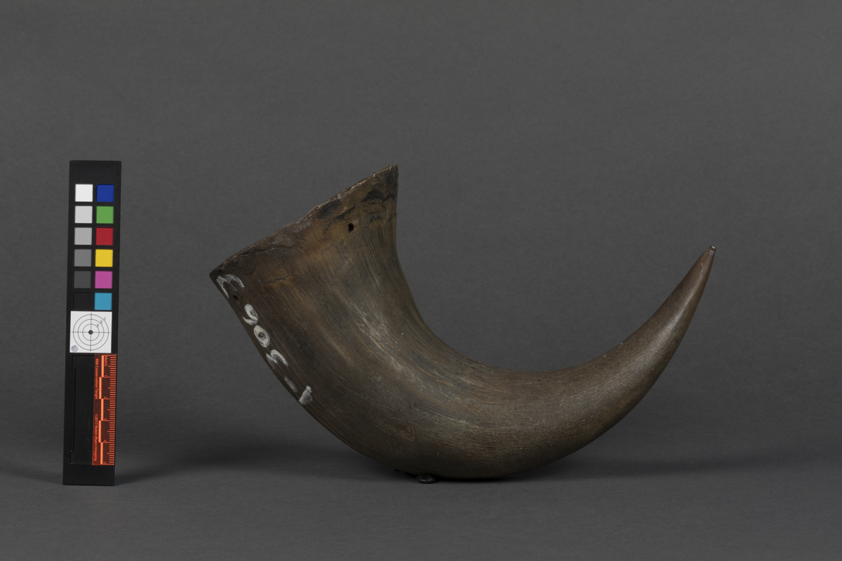 Bison horn