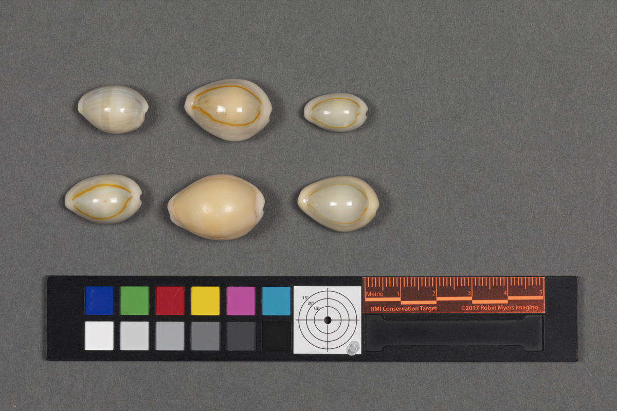 Cowrie Shell