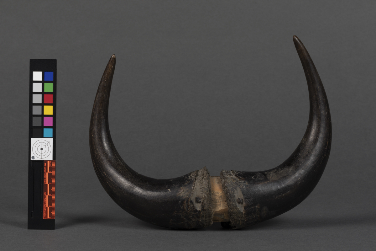 buffalo horn