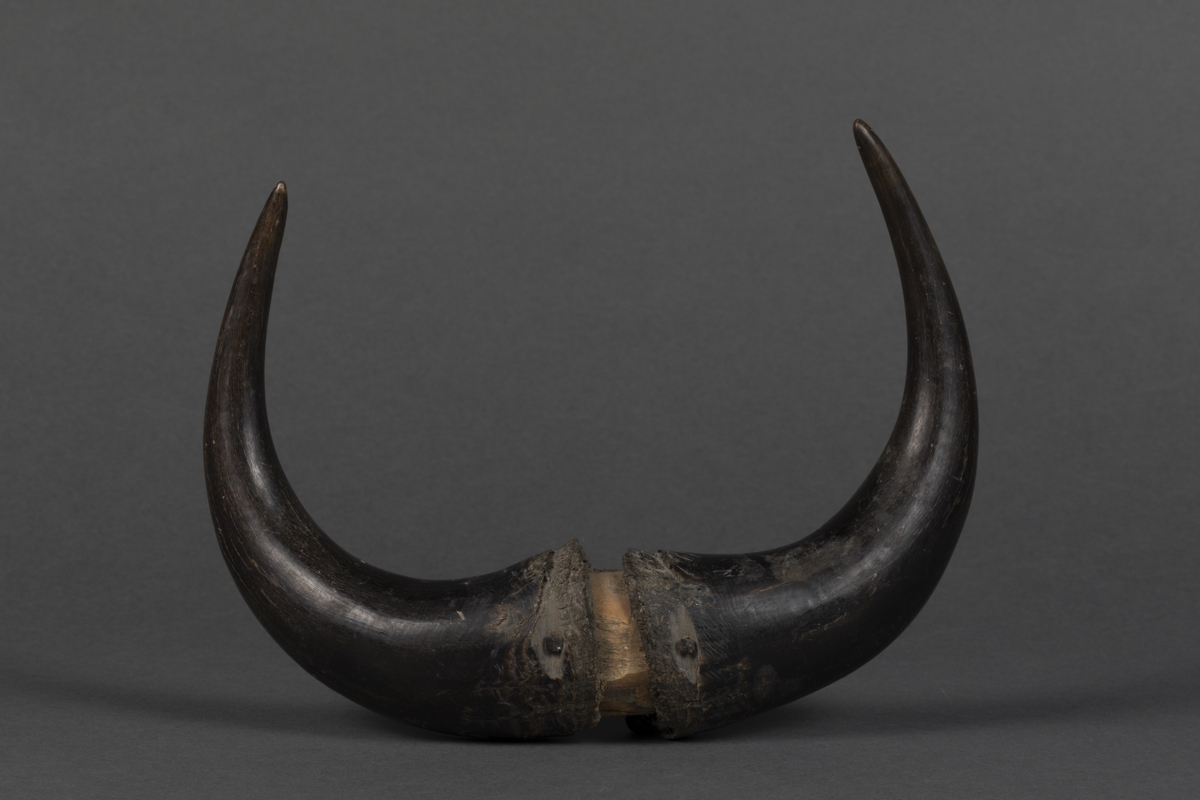 buffalo horn