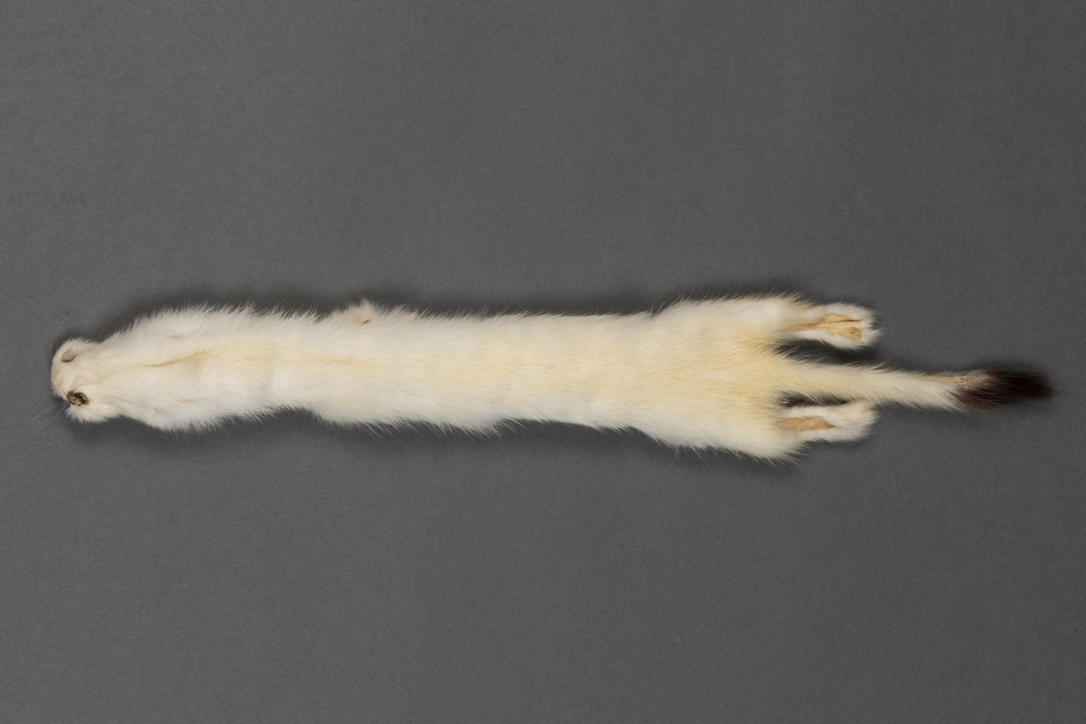 pelt  fur  mink  ermine
skin