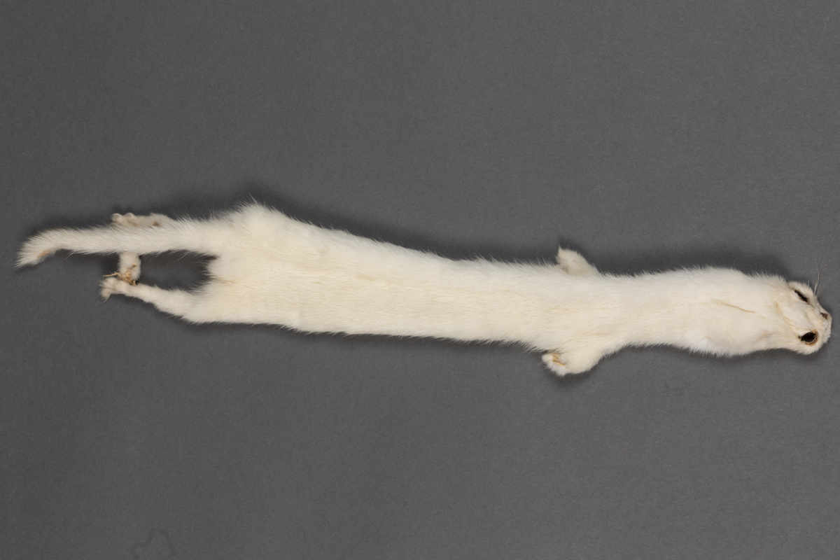 pelt  fur  mink  ermine