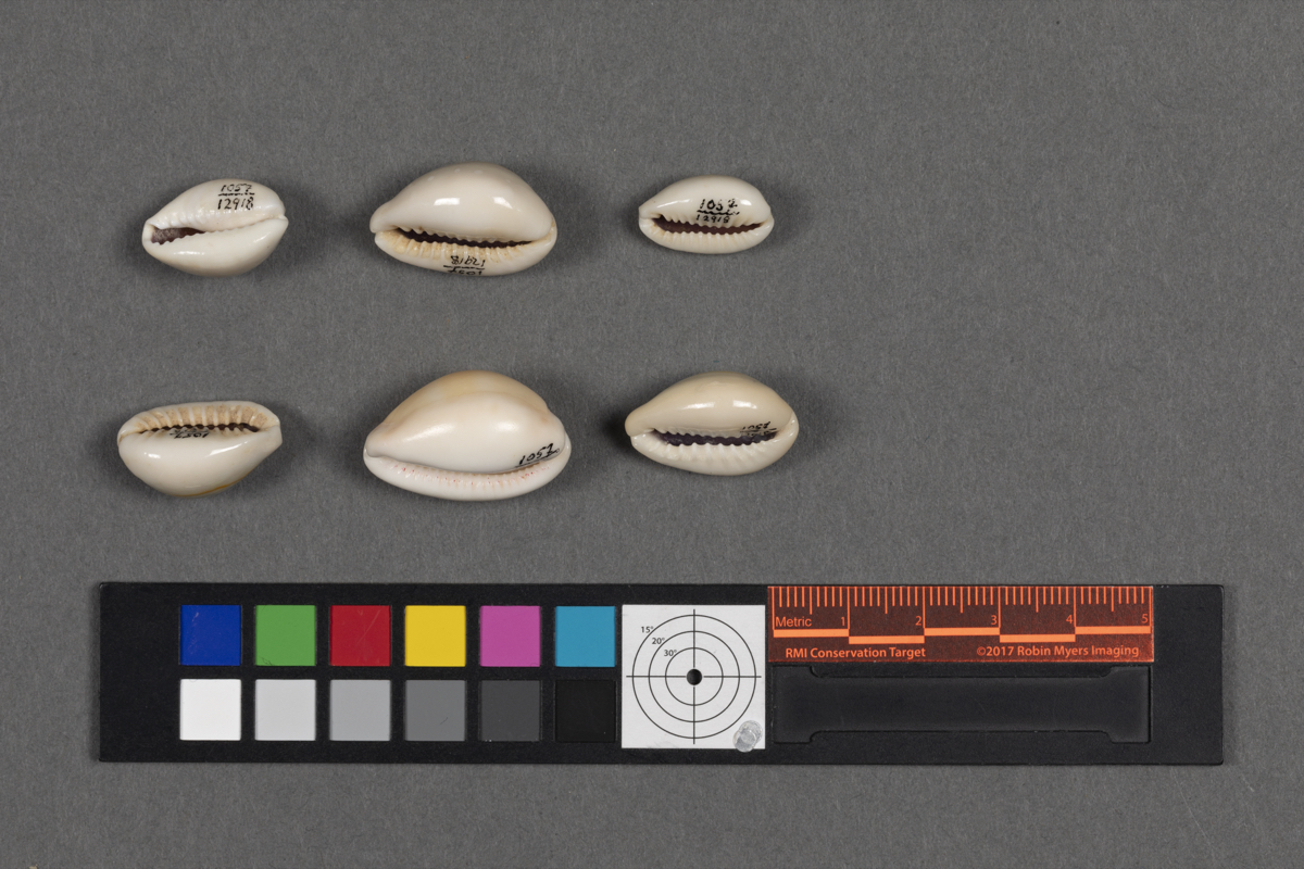 Cowrie Shell